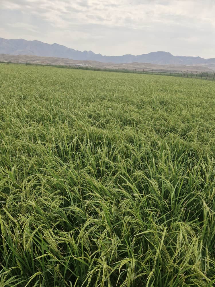 تضمین کیفیت